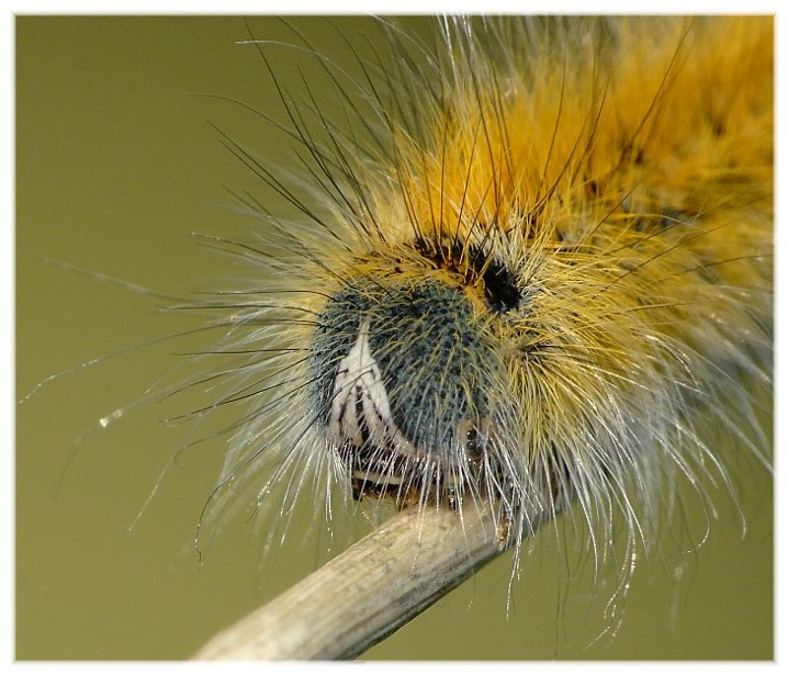 Ma che occhi grandi che hai............(due)